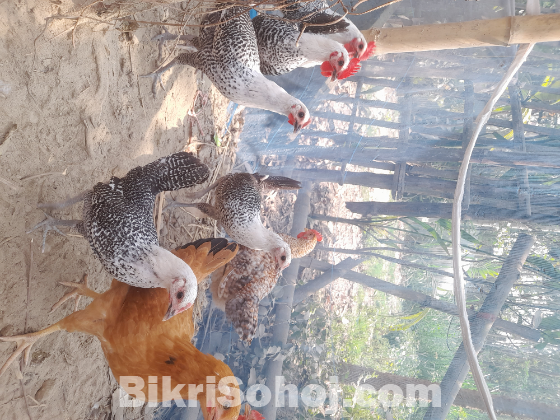 মিশরীয় ফাওমি মুরগী